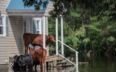 Commercial Roofers in Lynchburg, VA Talk About The Importance of Respecting Hurricane Season